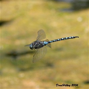 Paddle-tailed Darner