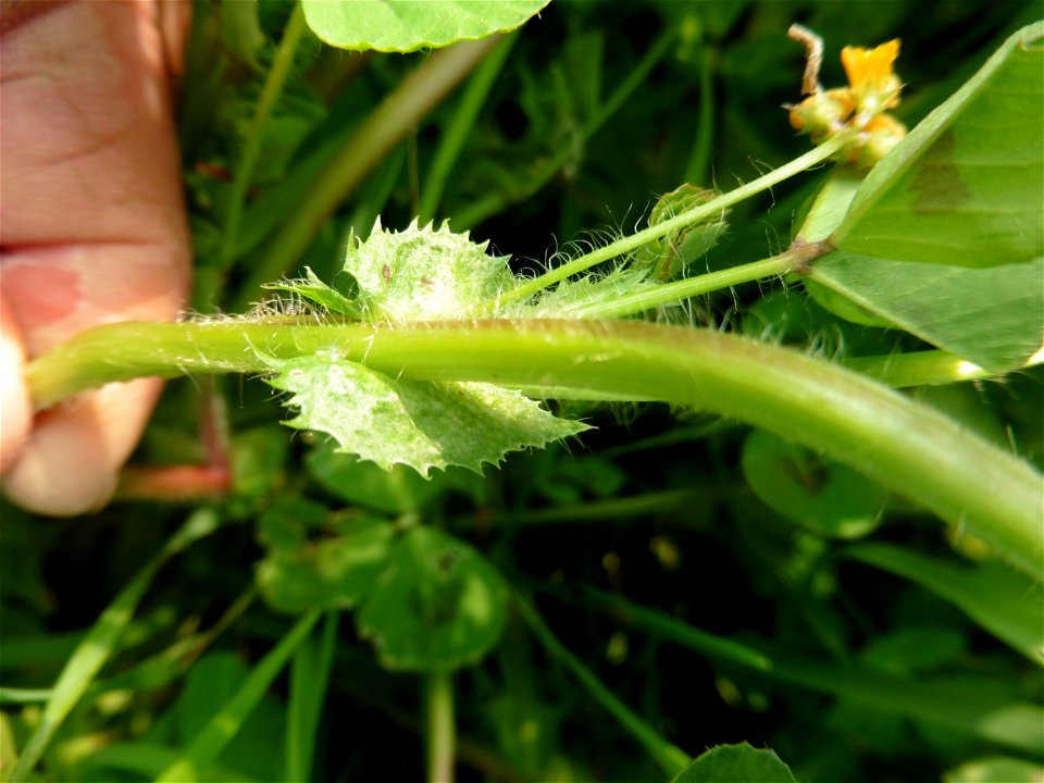 Medicago arabica (L.) Huds., 1762