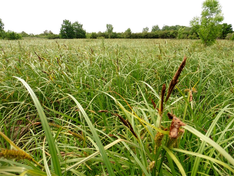 Carex riparia Curtis, 1783