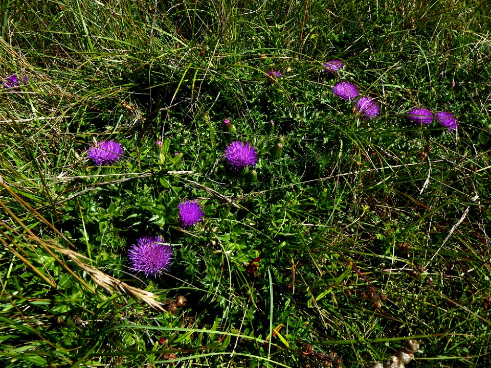 Cirsium acaulon (L.) Scop., 1769