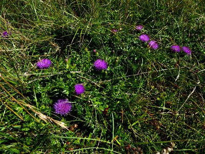 Cirsium acaulon (L.) Scop., 1769
