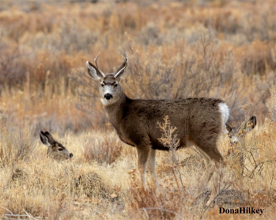 small-buck-10dec2020-BrownsParkNWR