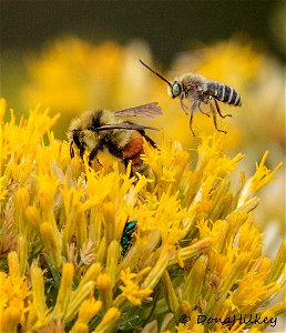 Bees on Rabbit Brush