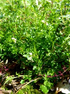 Cardamine flexuosa With., 1796