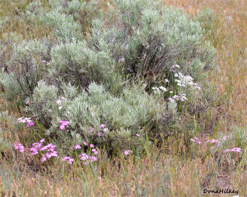 Sage and Phlox
