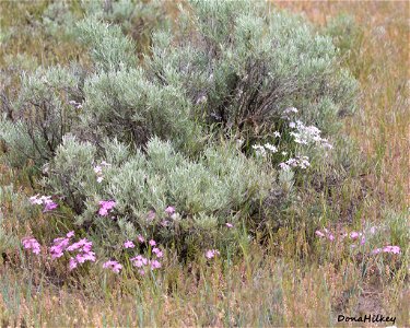Sage and Phlox