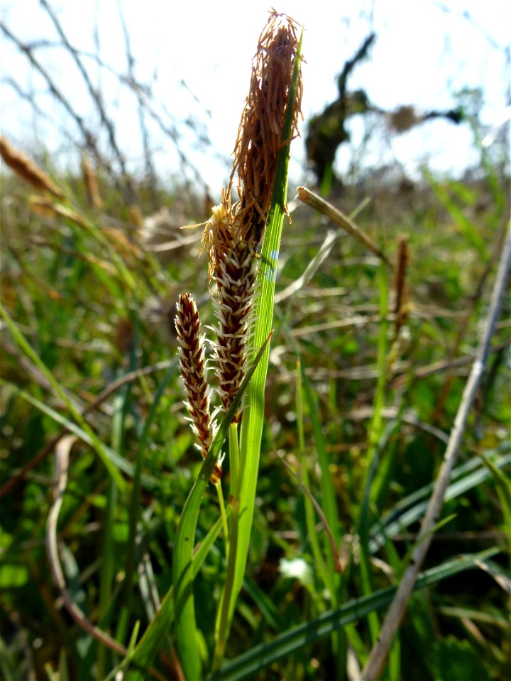 Carex flacca Schreb., 1771