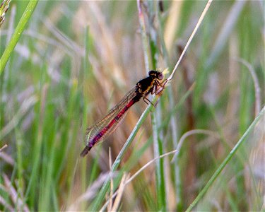 Western Red Damsel photo