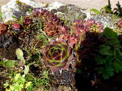 Sempervivum tectorum L., 1753