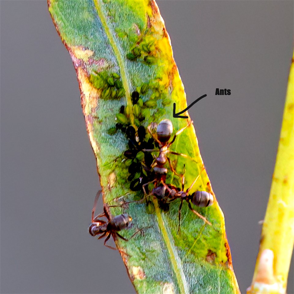 Fusca-group Field Ants