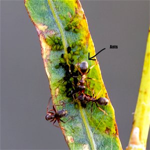 Fusca-group Field Ants
