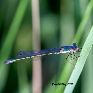 Emerald Spreadwing