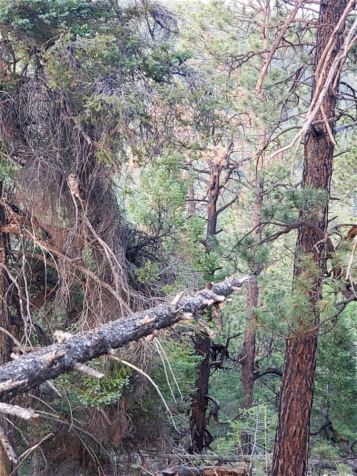 Mt Taylor RD Mexican Spotted Owl