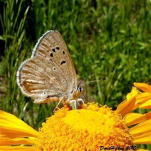Boisduval's Blue