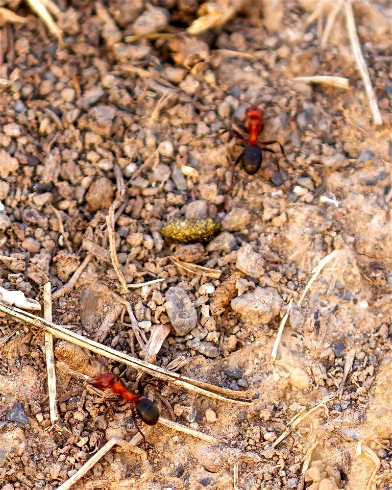 Wood, Mound, and Field Ants