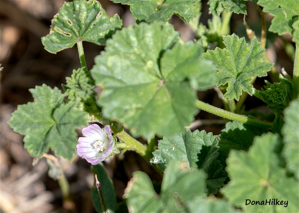 common-mallow-4june2021-home - Copy