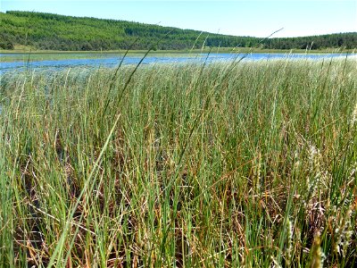Carex rostrata Stokes, 1787