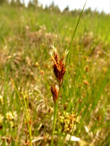 Rhynchospora fusca (L.) W.T.Aiton, 1810