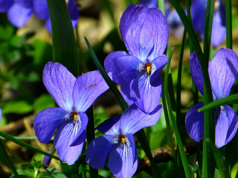 garden violet blooms profusely lilac flowers