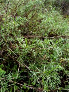 Artemisia campestris subsp. maritima (DC.) Arcang., 1882