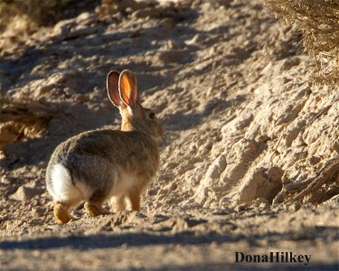 cottontail-21may2020-barcus