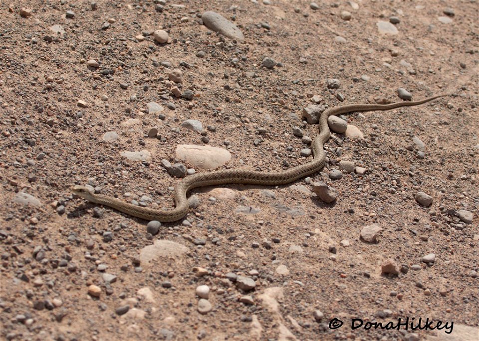 Wandering Garter Snake - Free Stock Photos | Creazilla