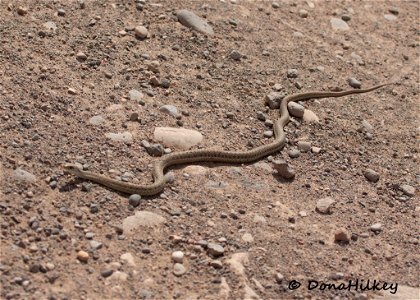 Wandering Garter Snake photo