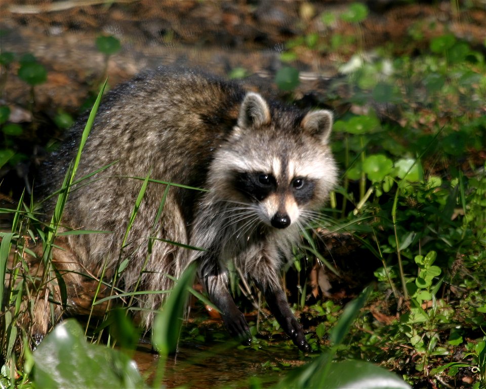 Common Racoon