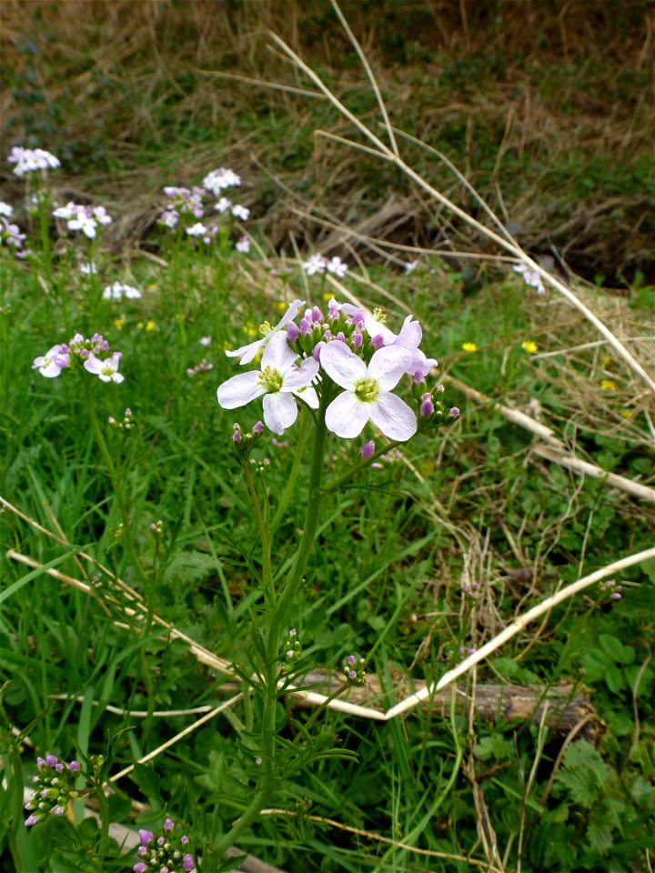 Cardamine pratensis L., 1753