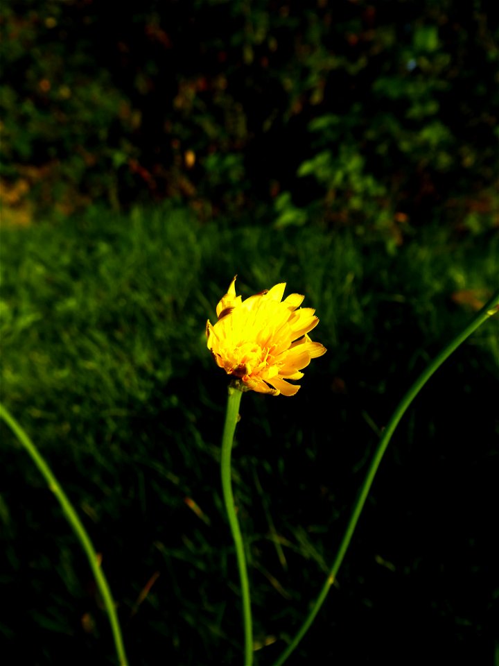 Hypochaeris radicata L., 1753