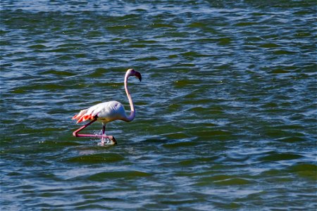 06-04-2017 Aiguamolls de l' Empordà