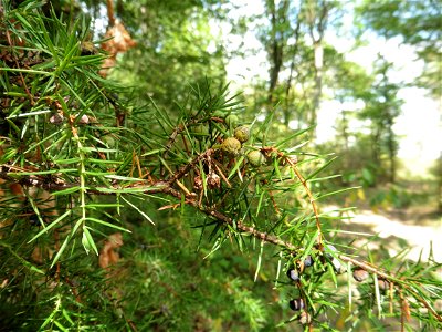 Juniperus communis L., 1753
