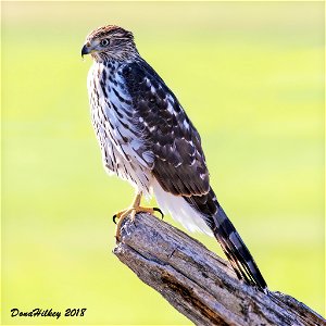 Cooper's Hawk photo