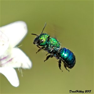 Subgenus Melanosmia a member of Mason Bees