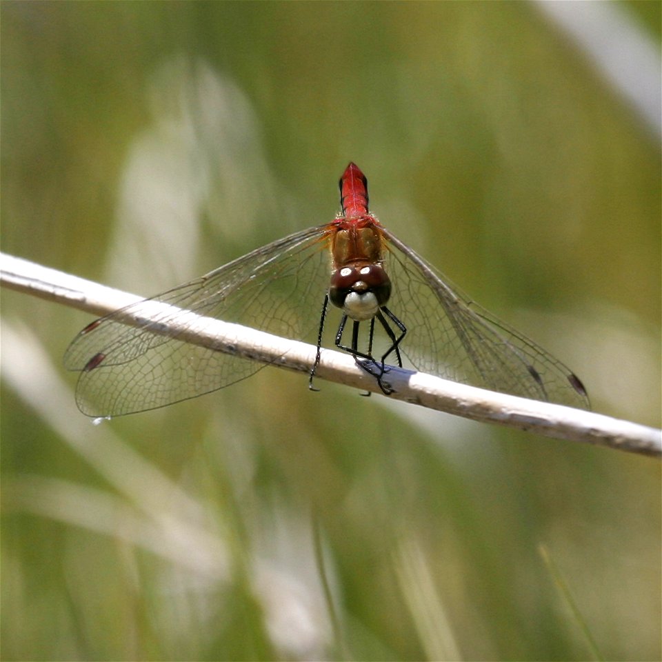Pale SnaketaWhite-faced Meadowhawkil Ophiogomphus severus North America