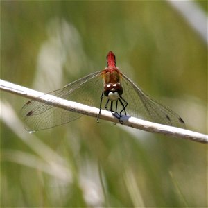 Pale SnaketaWhite-faced Meadowhawkil Ophiogomphus severus North America