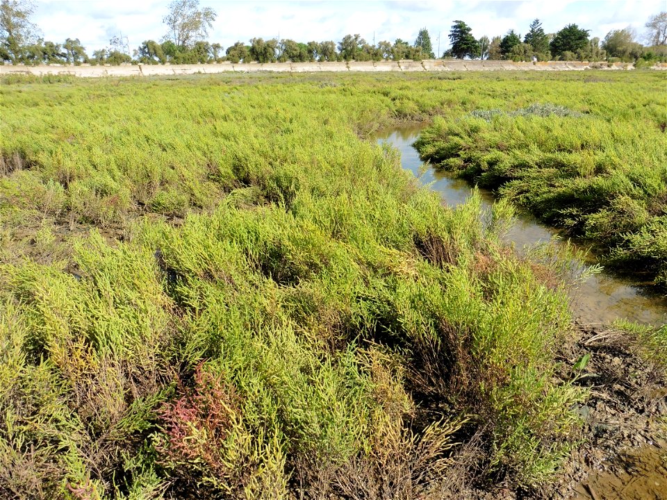 Salicornia obscura auct. non P.W.Ball & Tutin, 1959