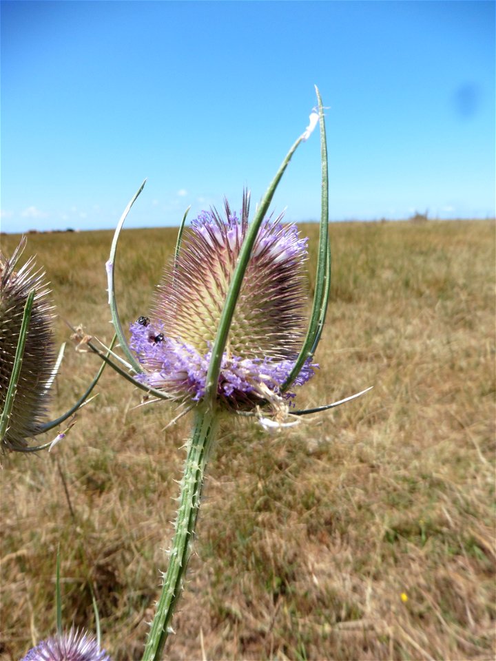 Dipsacus fullonum L., 1753