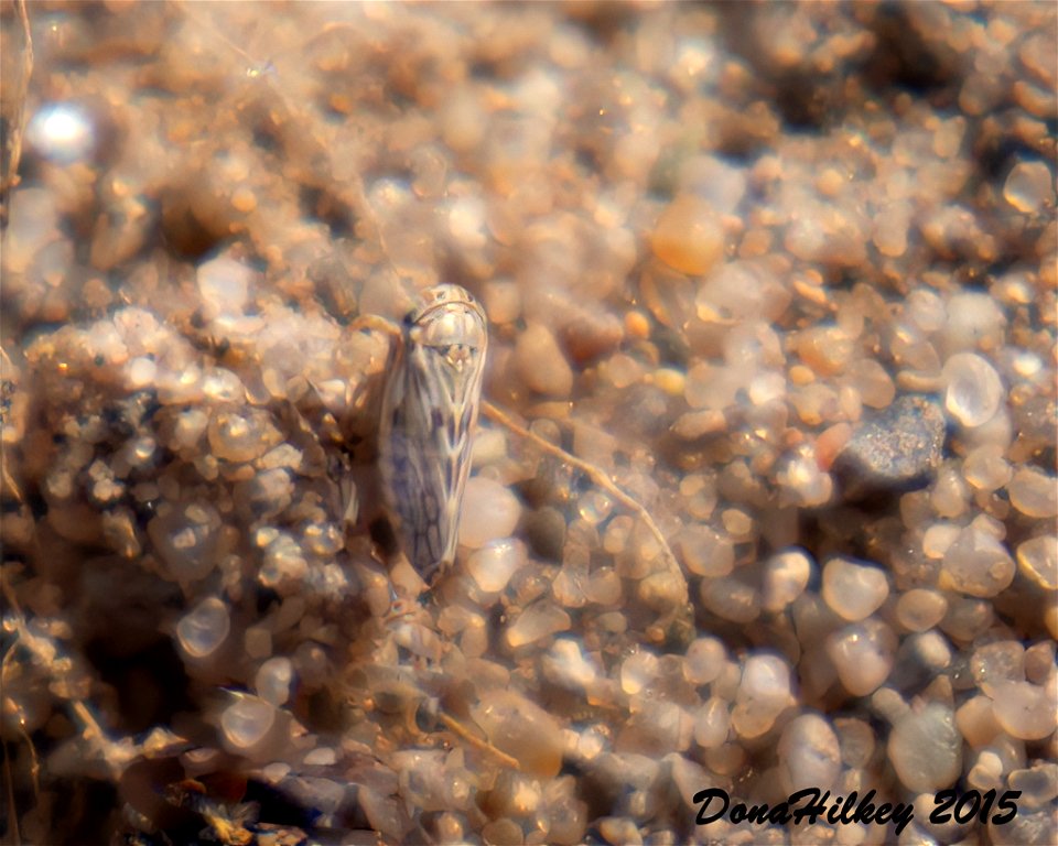 Leafhopper Ceratagallia sp