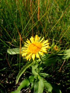 Inula britannica L., 1753