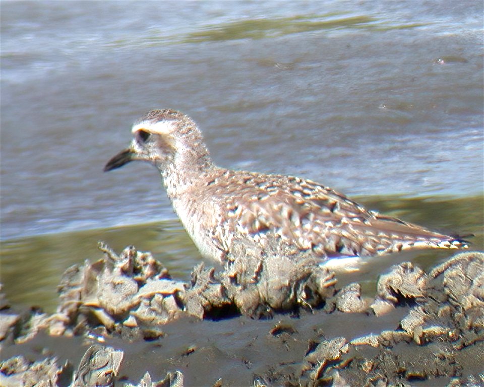 Black-bellied Plover