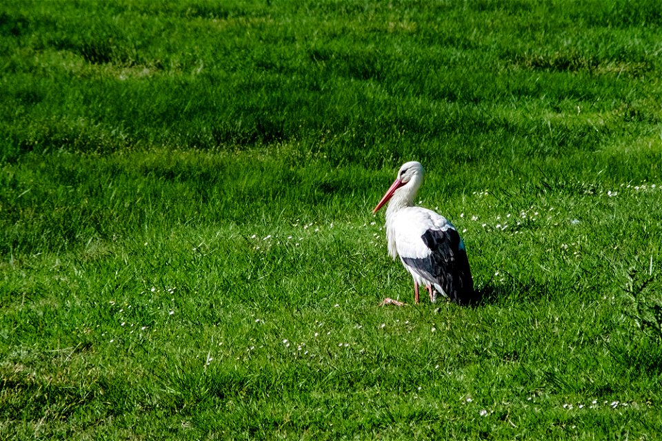 06-04-2017 Aiguamolls de l' Empordà