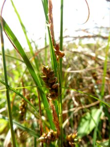 Carex liparocarpos Gaudin, 1804