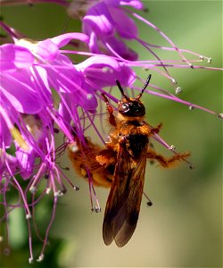 Crioscolia alcione female