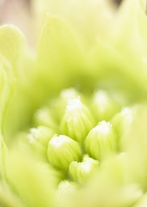 Close-up white wildflower