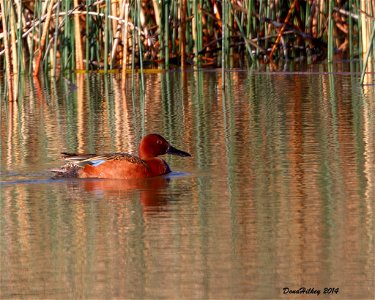 Cinnamon Teal