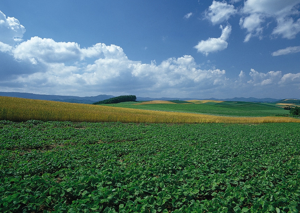 Soy plant in field with blue sky and white fluffy clouds