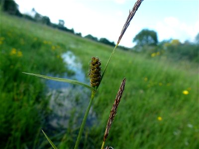 Carex tomentosa L., 1767