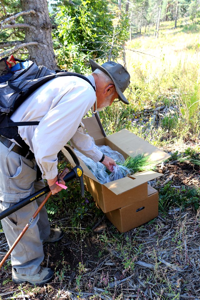 Seedling Planting Sandia Ranger District