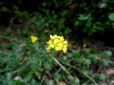 Alyssum montanum L., 1753